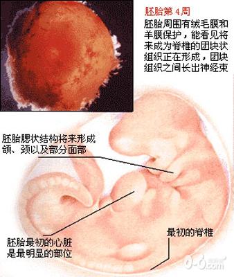 男胎儿/女胎儿生长发育图