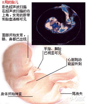 男胎儿/女胎儿生长发育图