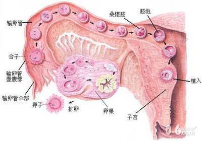 超清晰孕育全过程