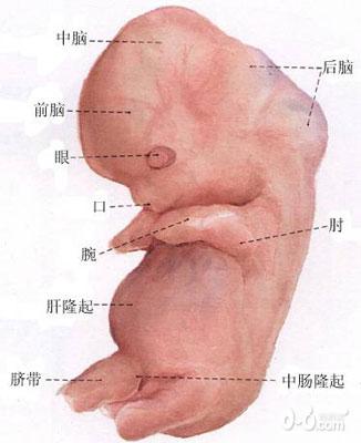 超清晰孕育全过程