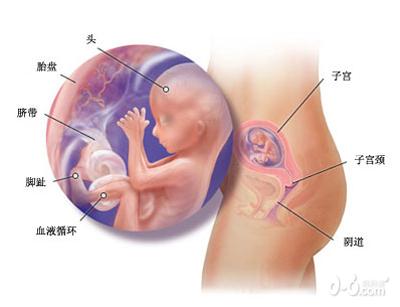 怀孕后四个月的b超图