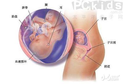 怀孕后五个月的b超图