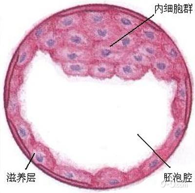 怀孕后两个月的b超图