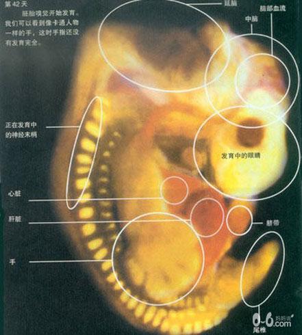 图解人体受精及胚胎发育过程