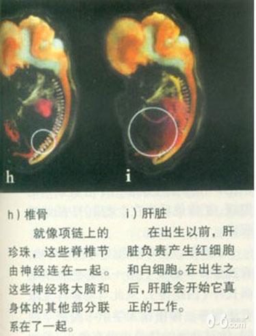 图解人体受精及胚胎发育过程