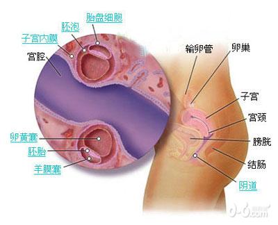 惊奇!双胞胎胎儿发育过程图