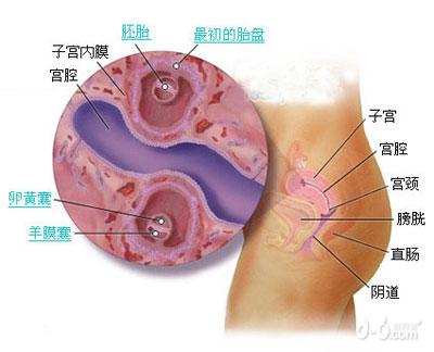 惊奇!双胞胎胎儿发育过程图