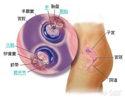 惊奇!双胞胎胎儿发育过程图