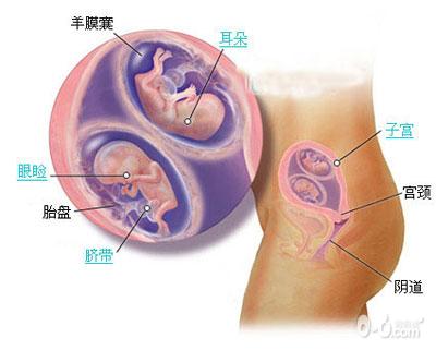 惊奇!双胞胎胎儿发育过程图