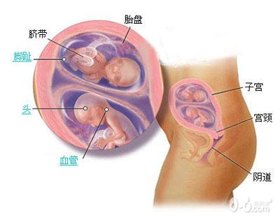 惊奇!双胞胎胎儿发育过程图