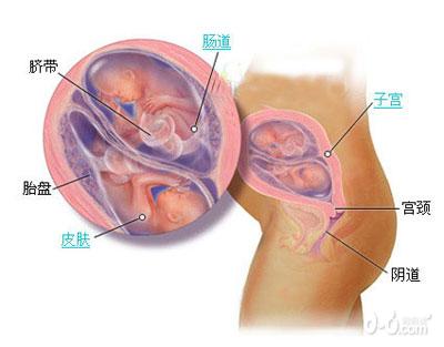 惊奇!双胞胎胎儿发育过程图