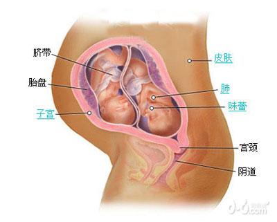 惊奇!双胞胎胎儿发育过程图