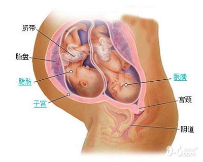 惊奇!双胞胎胎儿发育过程图