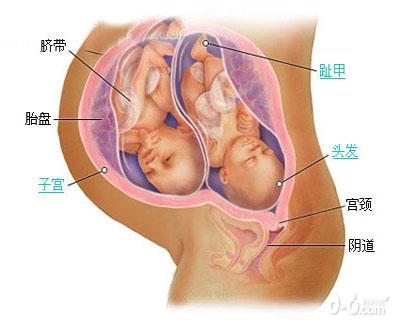 惊奇!双胞胎胎儿发育过程图