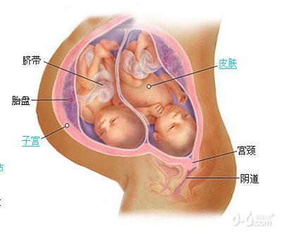 惊奇!双胞胎胎儿发育过程图