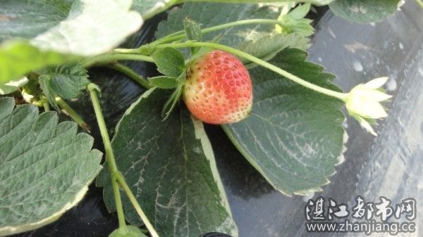 晴朗的星期天,摘草莓去!|湛江|哪里|可以|摘草莓